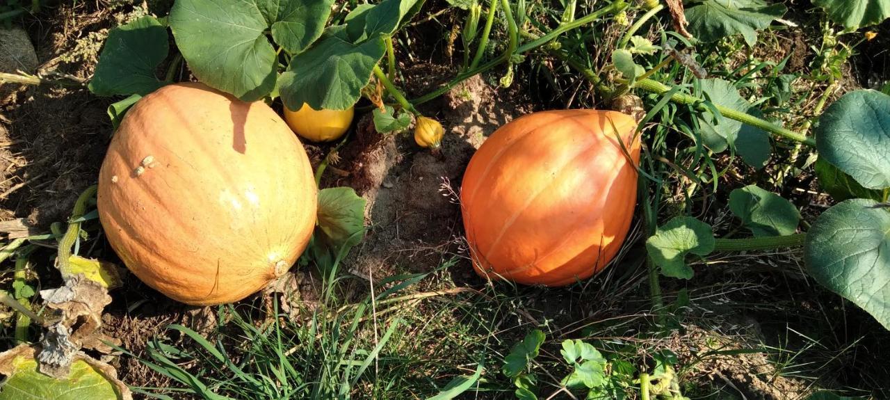 Agroturystyka "Pod Ptasia Gora" Golubie Exterior foto